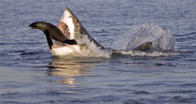 Shark eating seal.