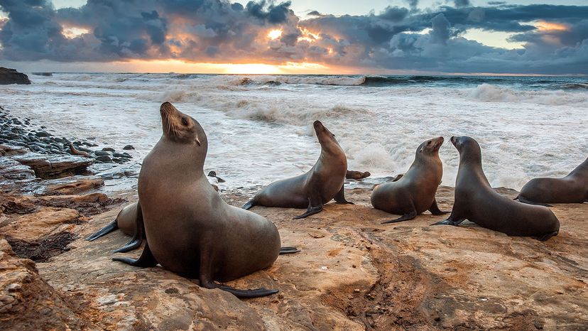 seals, La Jolla Beach