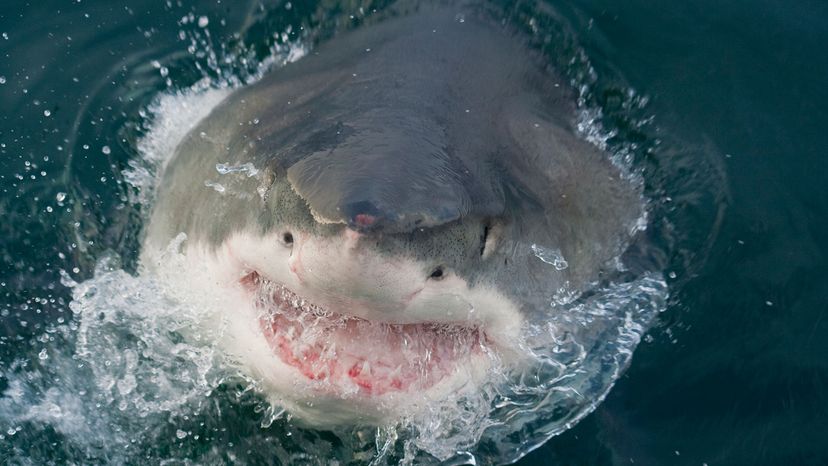 great white shark with open jaw