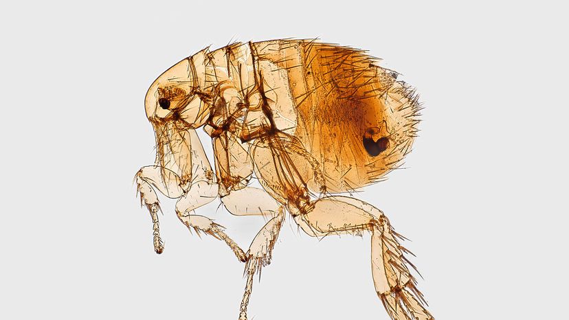 Oriental rat flea