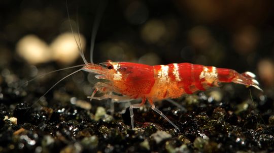Could we make plastic from shrimp shells?