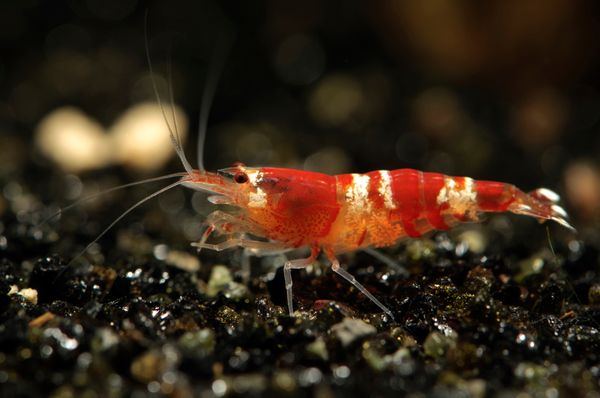 A red crystal shrimp on the ocean floor.