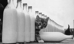 A kitten investigates glass milk bottles.