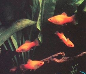 Platy -- Xiphophorus maculatus See more aquarium fish pictures.