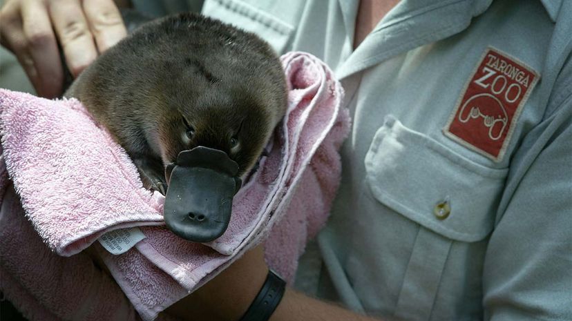 platypus, antibiotic