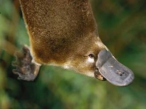 duckbill platypus