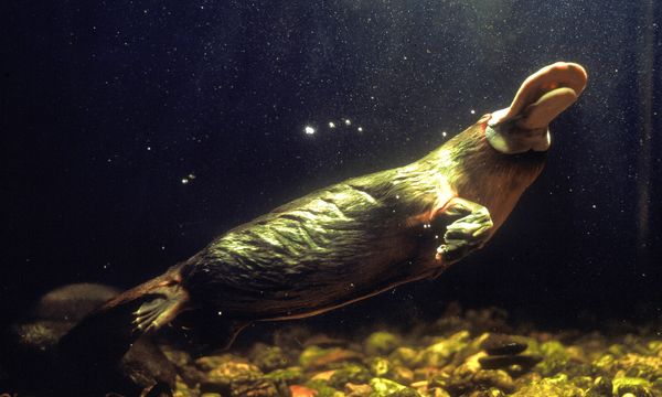 Fish swim in nature's underwater world.