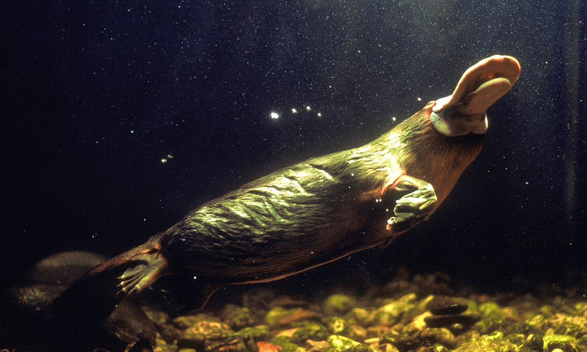 Could a platypus poison me? | HowStuffWorks