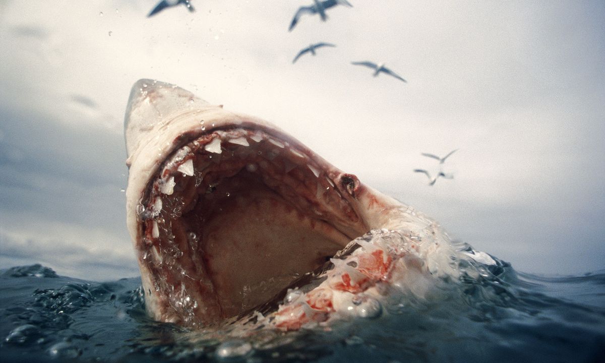 sharks eating people alive