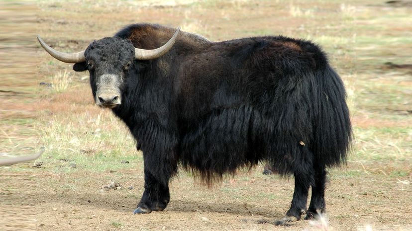 Yak