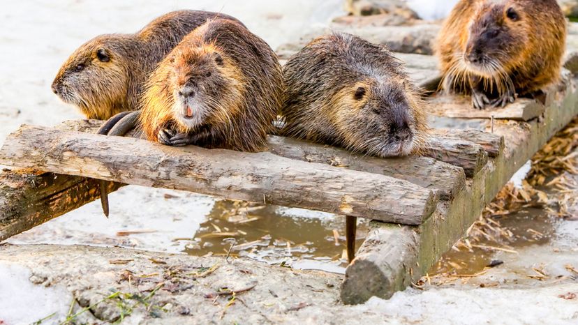 Family of beavers