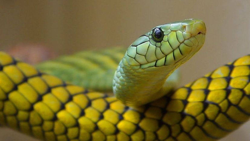 Boomslang
