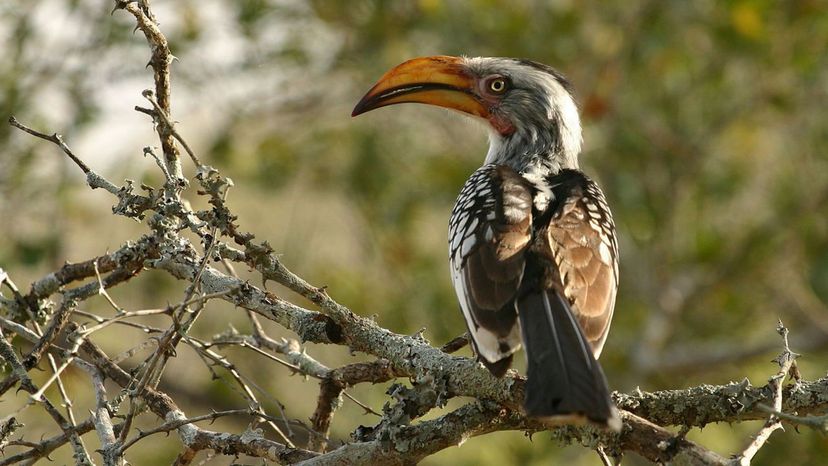 Hornbill