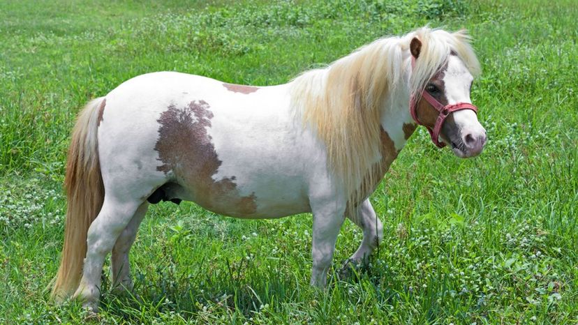 Miniature Horse