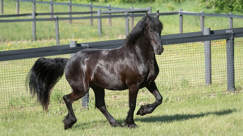 Friesian