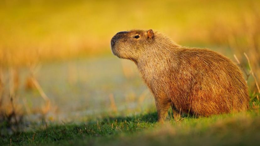 Capybara