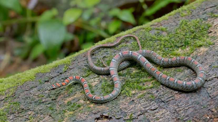 Flying Snakes  National Geographic