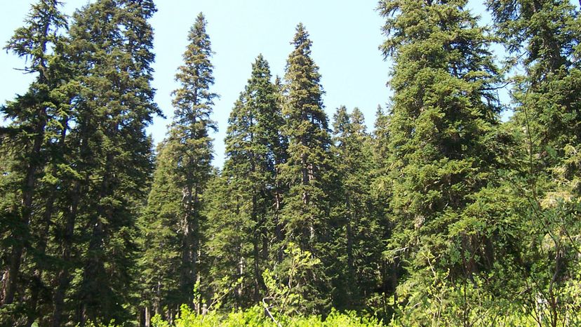 29 douglas fir North_Fork_Skykomish_Trail_0211