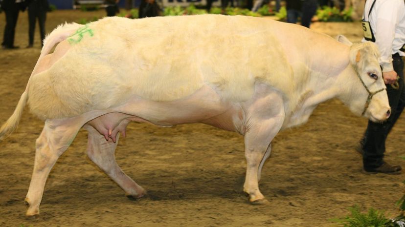 Belgian Blue