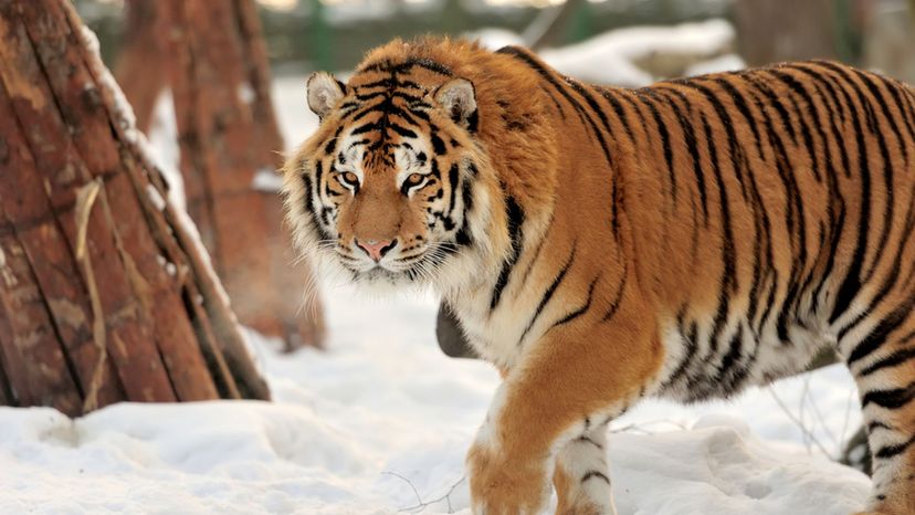 Siberian Tiger