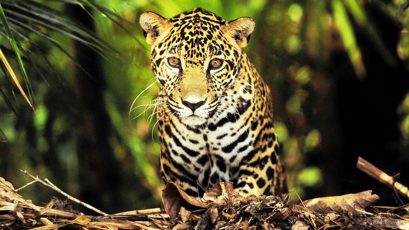 Central American jaguar