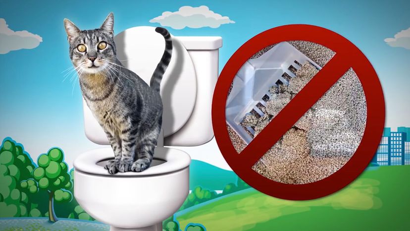 Citi Kitty Toilet Tray