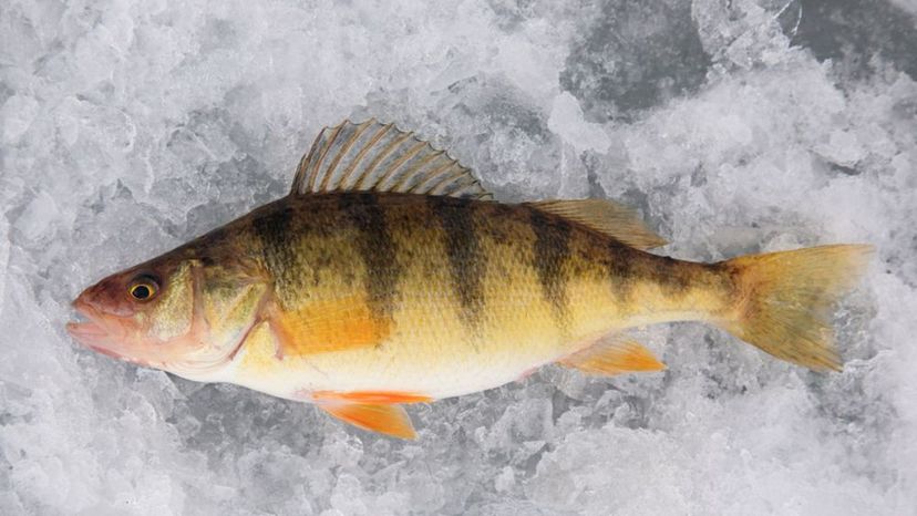 Yellow Perch