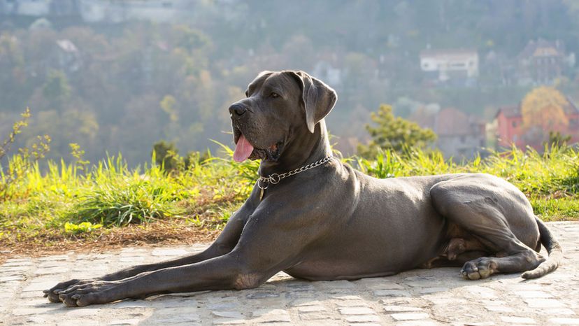 Grey large shop dog breeds