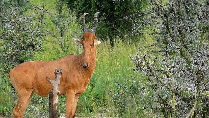 Lelwel Hartebeest