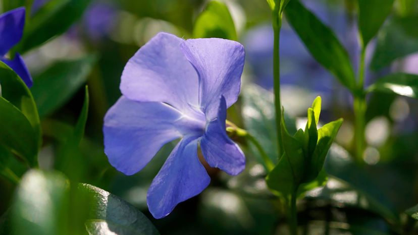 periwinkle