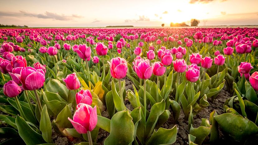 5 Holland tulip fields