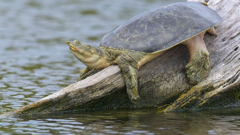 Spiny Softshell Turtle