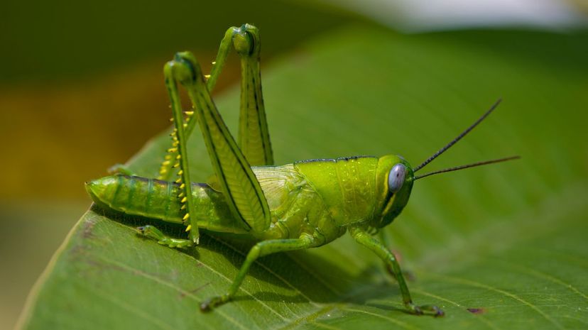 Grasshopper