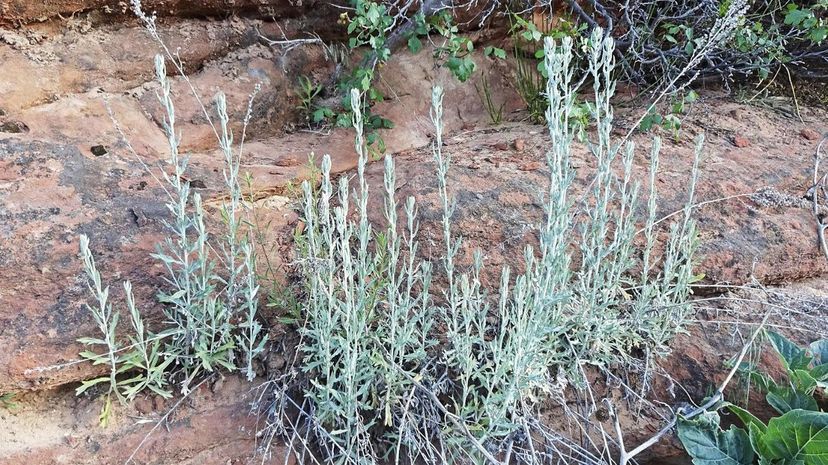 Prairie Sage