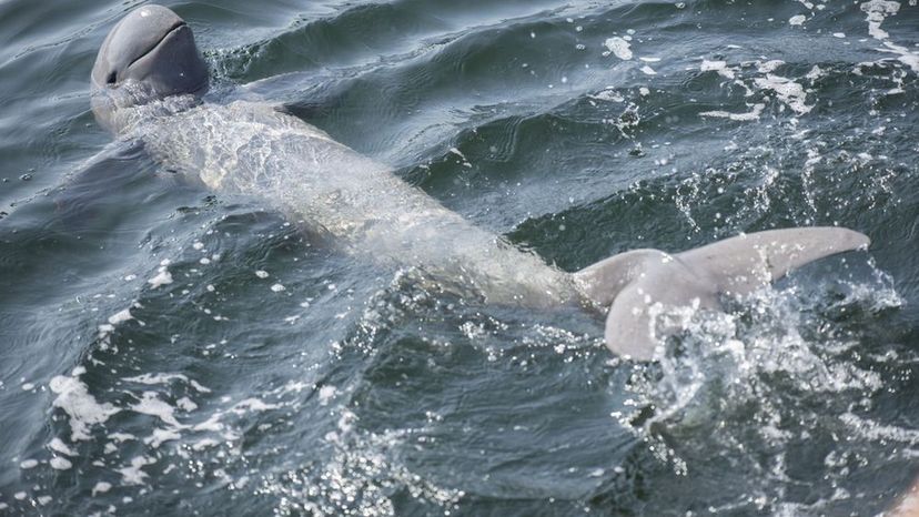 Irrawaddy Dolphin