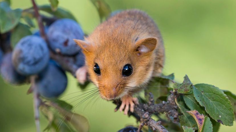 Dormouse