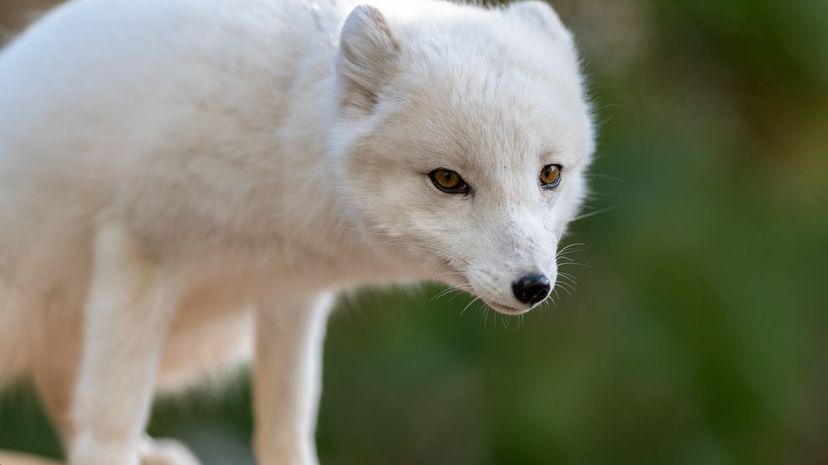 16-Arctic Fox