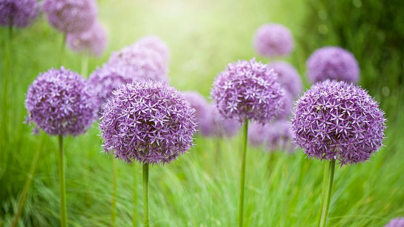 Allium