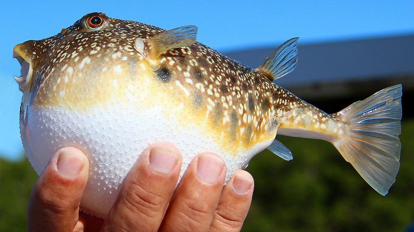 Pufferfish