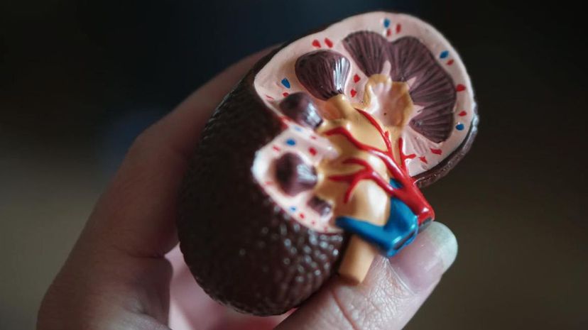 Kidney diagram