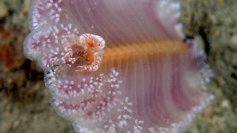 Sea pen