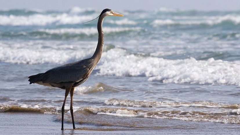 Great Blue Heron