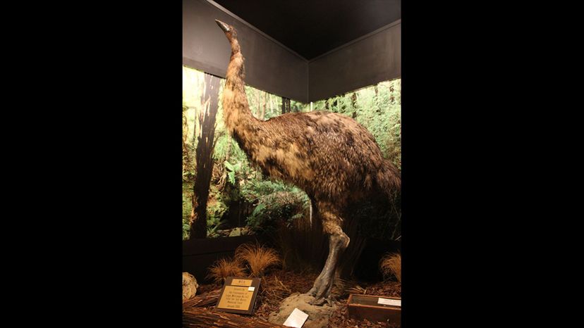 Giant Moa