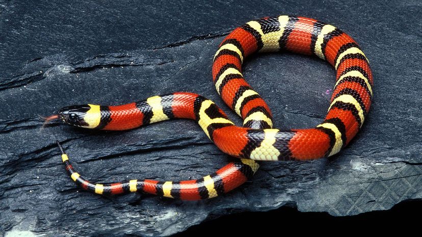 26 Milk Snake