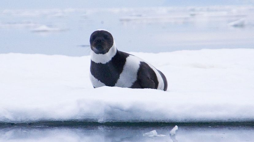 Ribbon seal