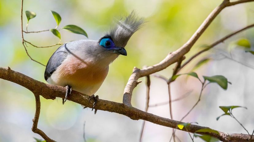 Crested Coua