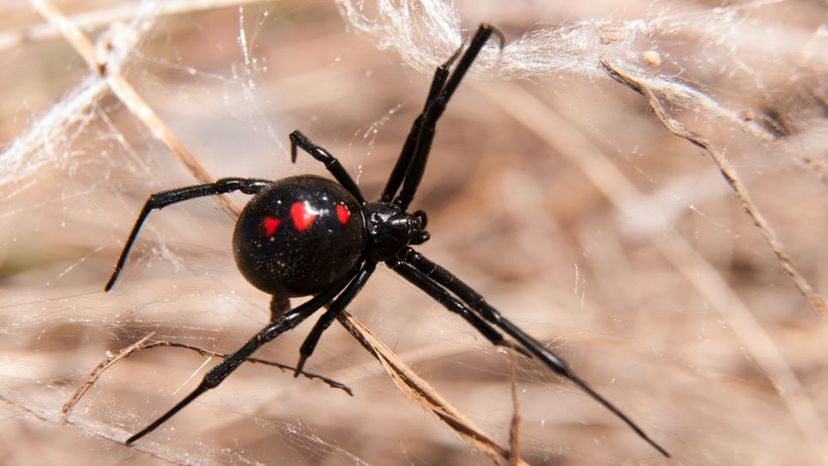 Black Widow Spider