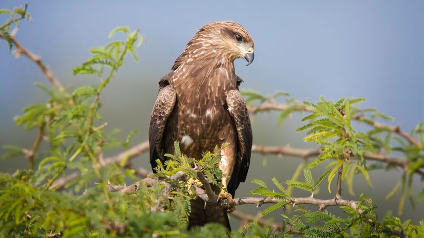 Black Kite