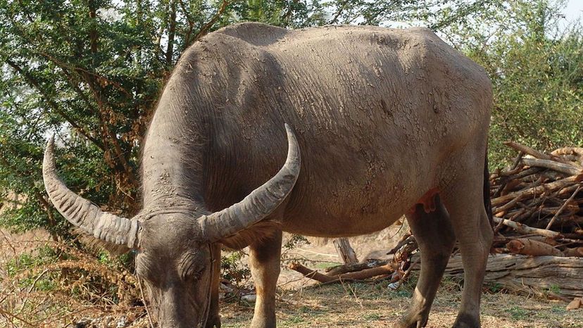 Water Buffalo