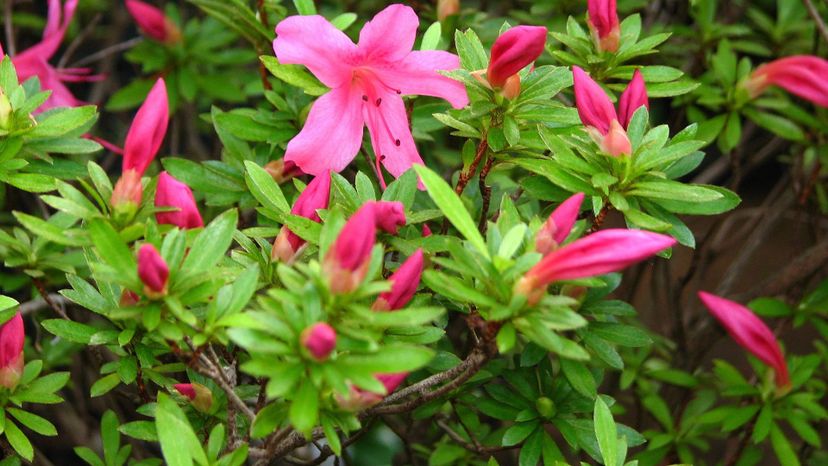 Azalea (rhododendron genus)